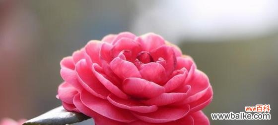 理性的花语 花语之冷静理智