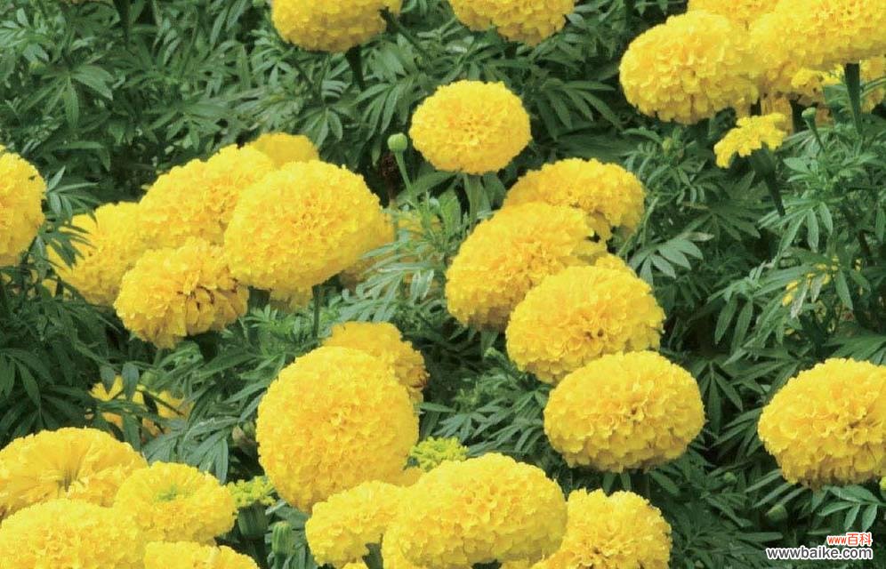 探寻廉洁品格的自然象征 廉洁之花