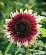 以花为媒 花开世界，美好向往