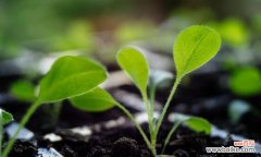 努力与坚持 以代表努力的植物为主题的文章