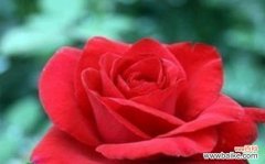 邂逅花海中的诱惑 妖艳魅惑的花——探索代表魅惑的花朵之美