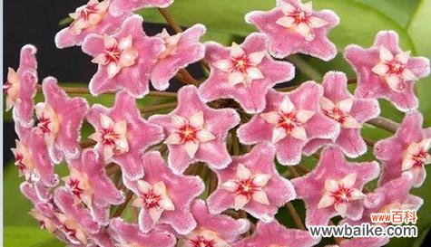 用花语述说的美丽故事 花开怦然心动