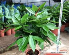 以花为媒 花开平安