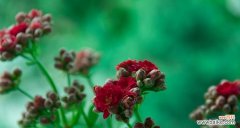 揭示花朵的奇妙世界 平凡之美