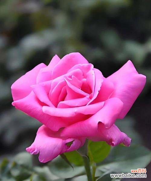 5朵玫瑰花的含义是什么？它们传递了怎样的信息？