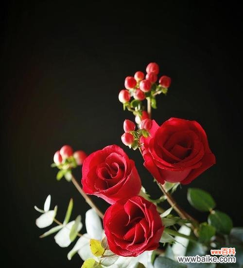 送半开的玫瑰花的寓意是什么?半开玫瑰传递了怎样的情感?