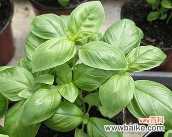 野心勃勃的花语代表什么花？这种花语有何深层含义？