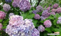 野心勃勃的花语代表什么花？这种花语有何深层含义？