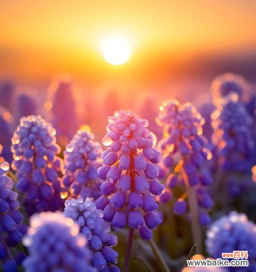 花语中通常需要什么颜色的花？