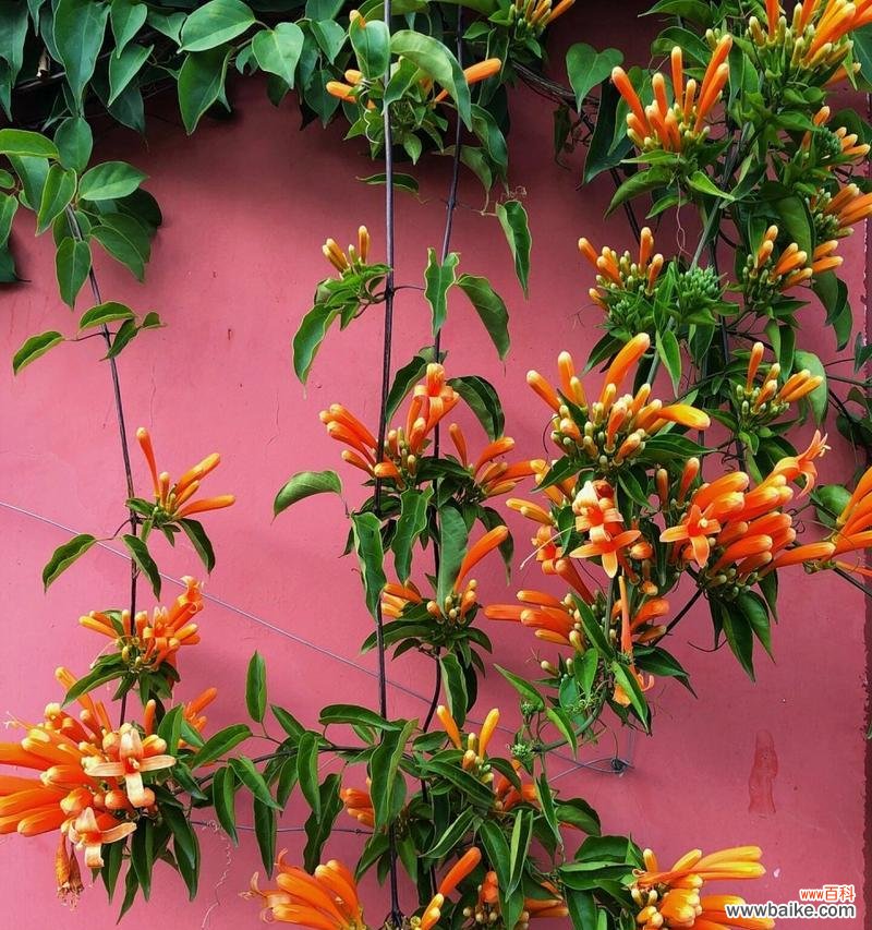 花语中通常需要什么颜色的花？