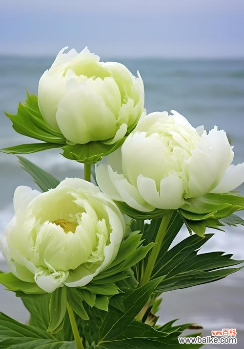 粉绿色的花语有何特别之处？哪种花代表了粉绿色？