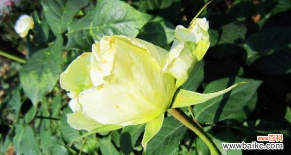 粉绿色的花语有何特别之处？哪种花代表了粉绿色？