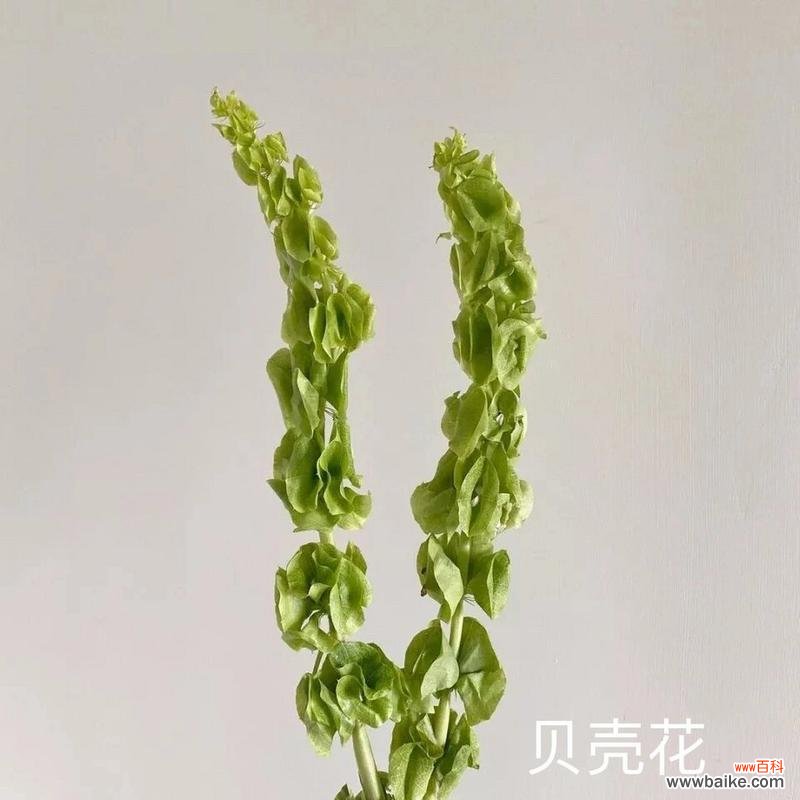 粉绿色的花语有何特别之处？哪种花代表了粉绿色？