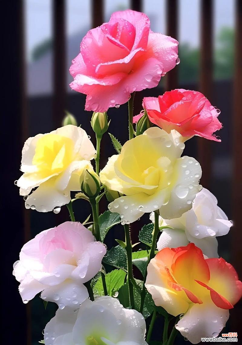 番茄开花有何寓意?它的花语代表了什么?