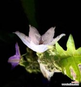 番茄开花有何寓意？它的花语代表了什么？