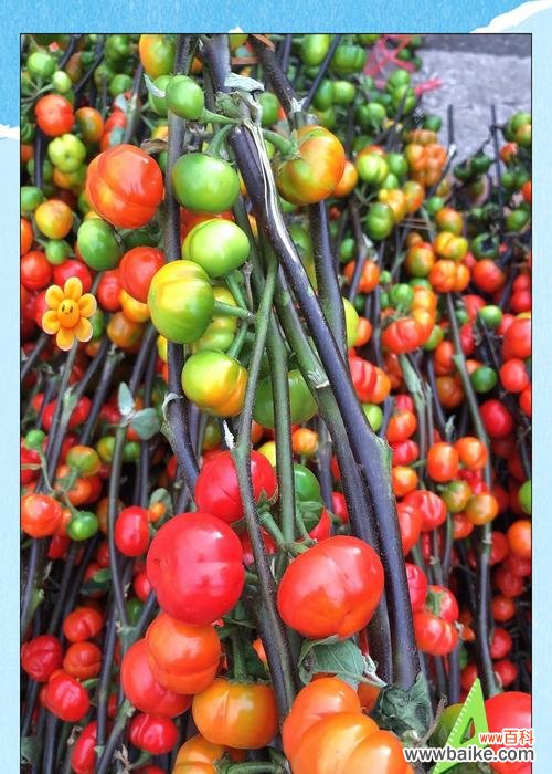 番茄开花有何寓意?它的花语代表了什么?