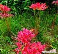 哪种花的花语代表对未知的感情？