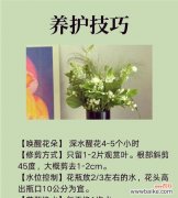 茉莉花空中花语有何寓意？它象征着什么？