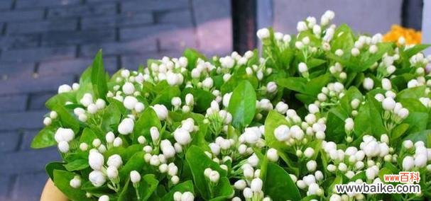 茉莉花空中花语有何寓意？它象征着什么？