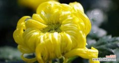 探索菊花的神秘象征 菊花的花语与寓意