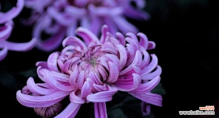 探索菊花的神秘象征 菊花的花语与寓意