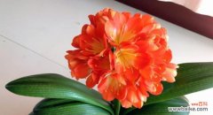 探索君子兰的花语及意义 以君子兰的花语为主题的文章