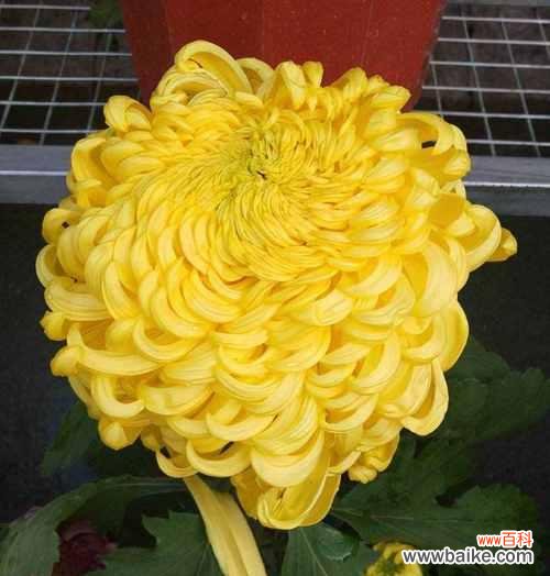 菊花的深刻寓意与文化传统 菊花之美