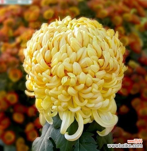 探索菊花的文化内涵和风水象征意义 菊花的寓意与象征风水之解读