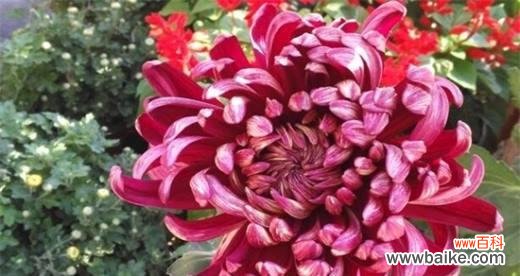 探索菊花的文化内涵和风水象征意义 菊花的寓意与象征风水之解读