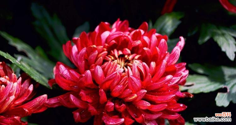 解读菊花花语的深层内涵,品味大自然的智慧与美丽 探寻菊花花语的意义——菊花的美与智慧