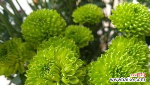 解读菊花花语的深层内涵,品味大自然的智慧与美丽 探寻菊花花语的意义——菊花的美与智慧