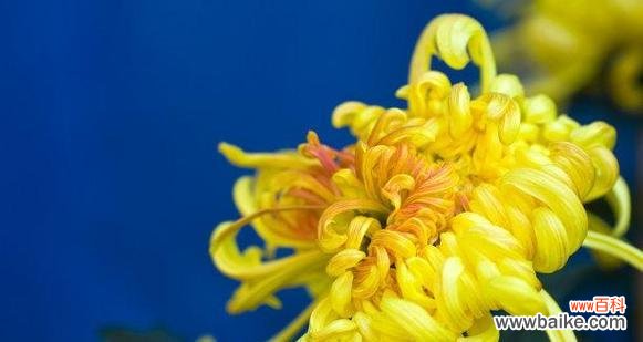 探寻菊花在文化中的多重寓意 菊花的象征意义