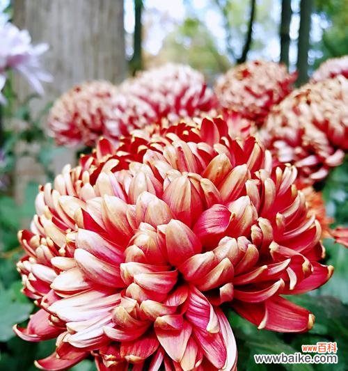 探寻菊花在文化中的多重寓意 菊花的象征意义