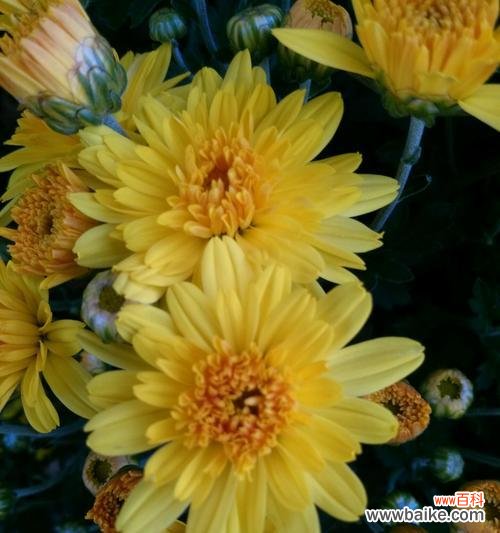 解读菊花在中华文化中的深厚内涵 菊花的象征意义和文化传承