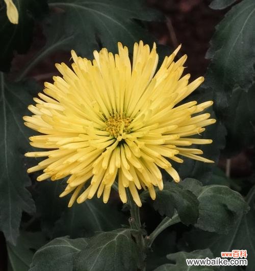 解读菊花在中华文化中的深厚内涵 菊花的象征意义和文化传承