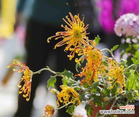 传承千年的文化符号与美学价值 菊花在中国的寓意