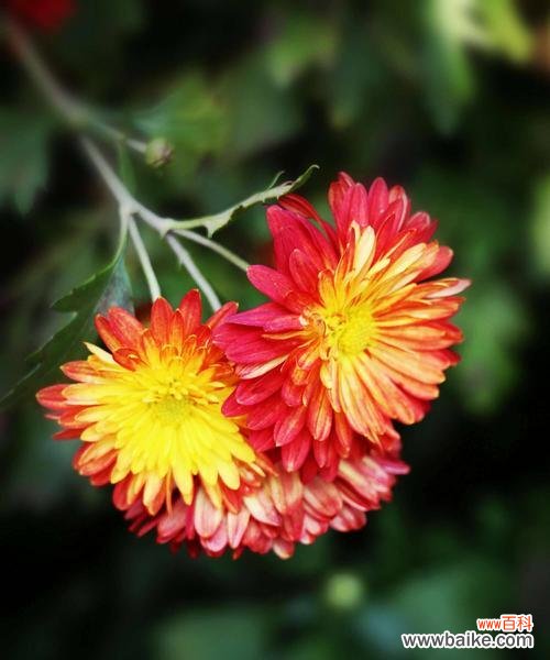 传承千年的文化符号与美学价值 菊花在中国的寓意