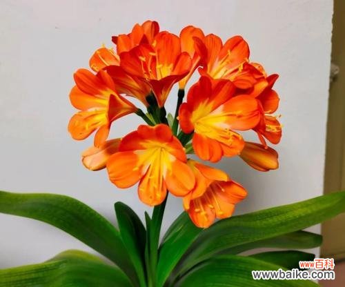 揭开君子兰的寓意与象征之谜 君子兰——高尚品质的象征