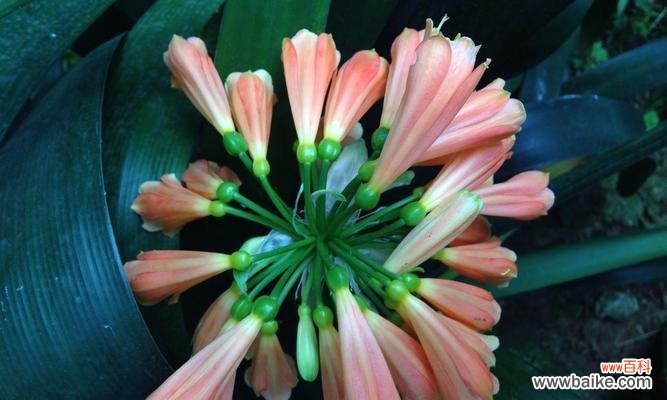 揭开君子兰的寓意与象征之谜 君子兰——高尚品质的象征