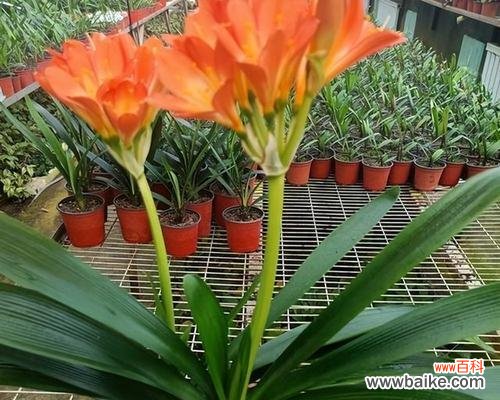 探寻君子兰的特点与文化内涵 君子兰