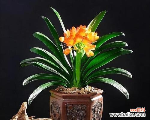 探寻君子兰的特点与文化内涵 君子兰