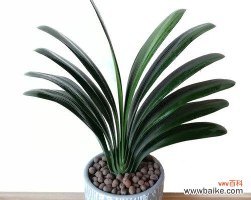 探寻君子兰的特点与文化内涵 君子兰