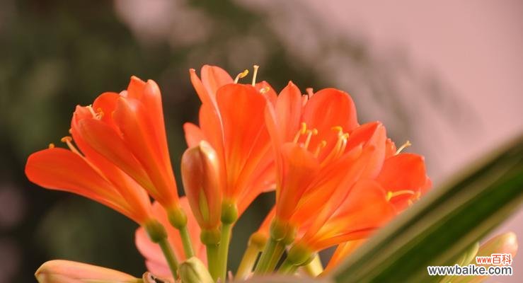 揭示君子兰开花的象征意义与启示 君子兰开花的寓意是什么？