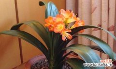 揭示君子兰开花的象征意义与启示 君子兰开花的寓意是什么？