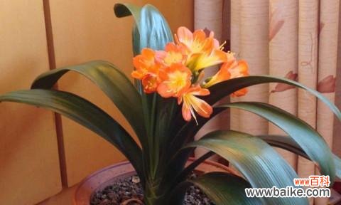 揭示君子兰开花的象征意义与启示 君子兰开花的寓意是什么？