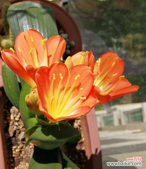 探秘君子兰的花语与寓意 君子兰花语