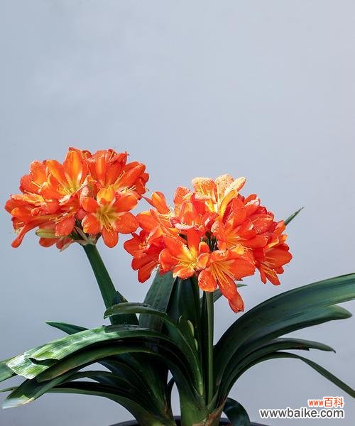 探秘君子兰的花语与寓意 君子兰花语