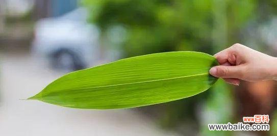 揭秘清廉植物的品质与功效 代表清廉的植物——品德高尚的绿色使者