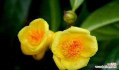 探寻秋天中代表植物的美丽与神奇 秋天的花草世界