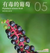 探索植物世界中的保护者 守护的力量